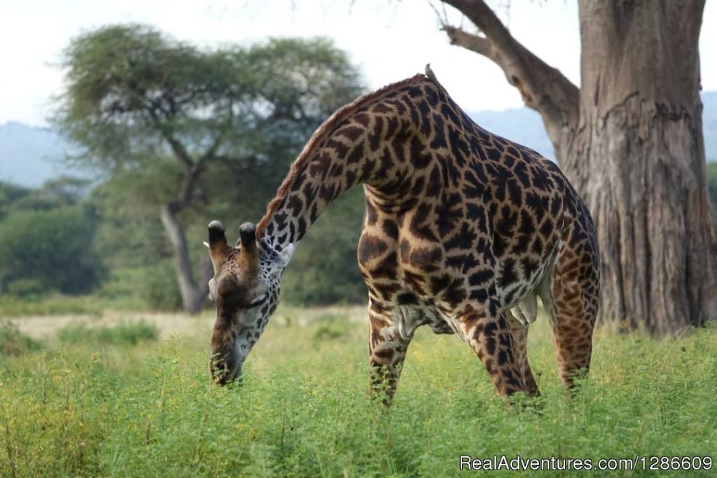 Giraffe | 5 Days Manyara Np, Serengeti Np And Ngorongoro | Arusha, Tanzania | Wildlife & Safari Tours | Image #1/11 | 
