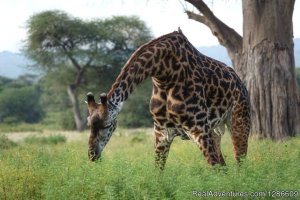 5 Days Serengeti Migration Safari | Lodge Safari | Arusha, Tanzania Wildlife & Safari Tours | Tanzania Wildlife & Safari Tours