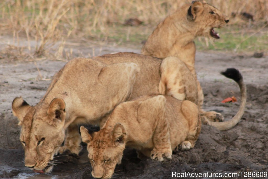 Lions | 5 Days Manyara Np, Serengeti Np And Ngorongoro | Image #4/11 | 