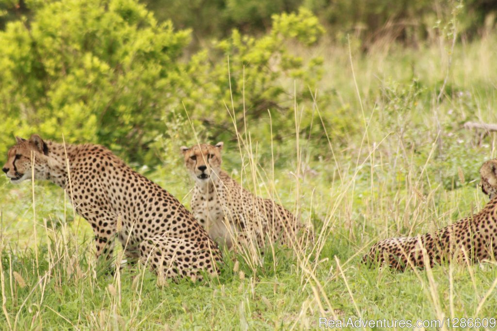 Cheetahs | 5 Days Manyara Np, Serengeti Np And Ngorongoro | Image #3/11 | 