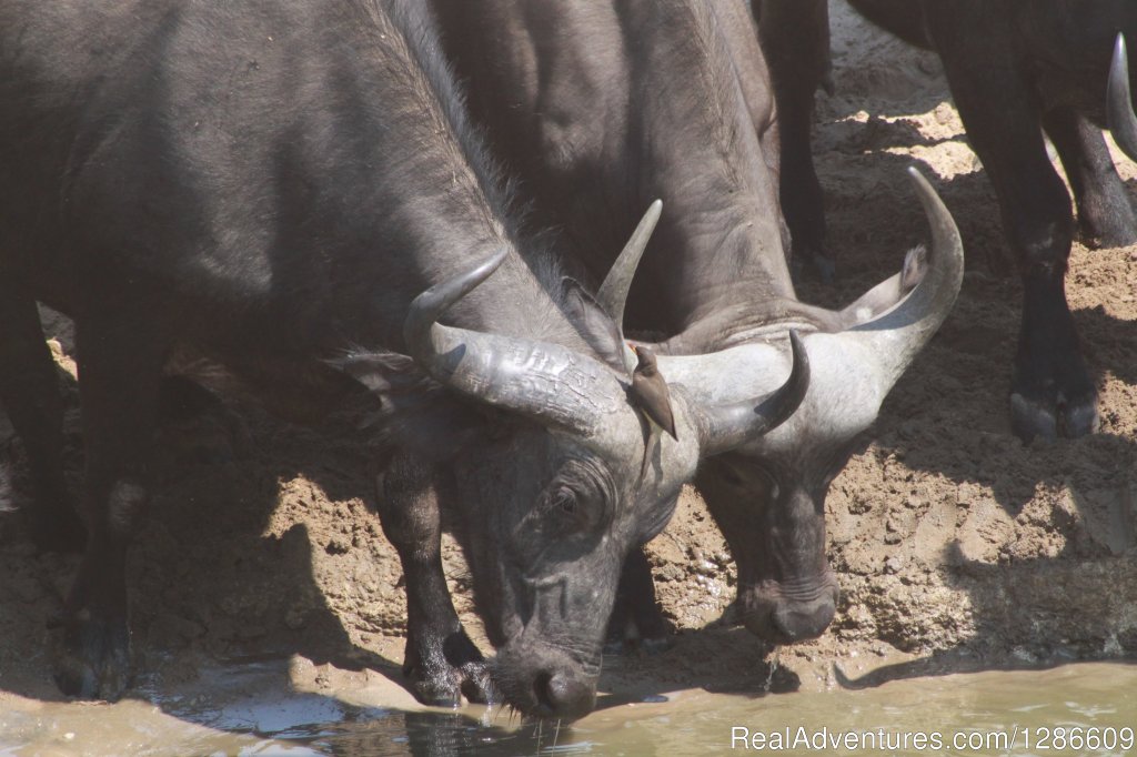 Buffalo | 5 Days Manyara Np, Serengeti Np And Ngorongoro | Image #2/11 | 
