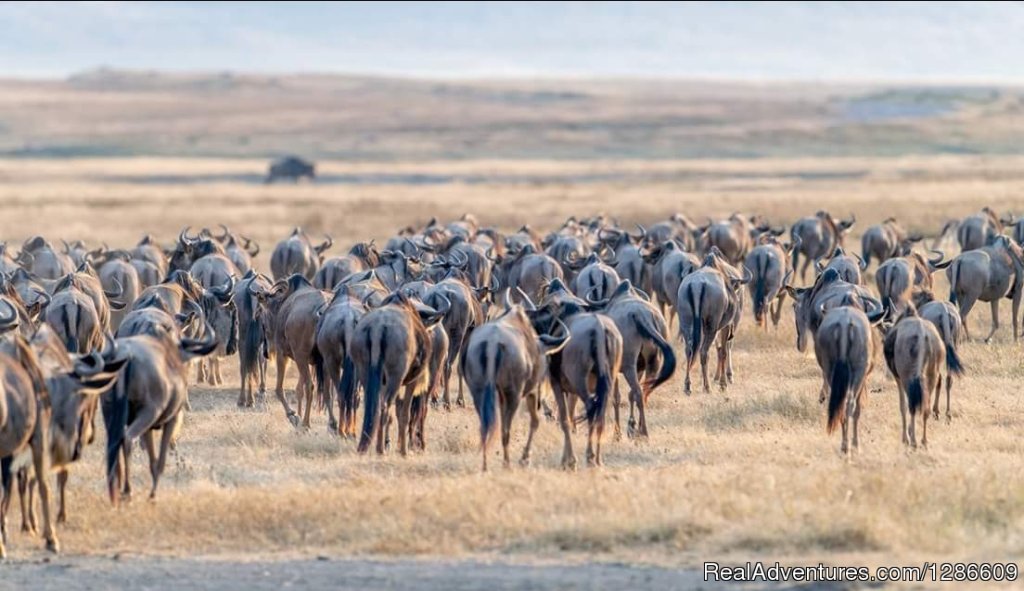 Wildebeests | 5 Days Manyara Np, Serengeti Np And Ngorongoro | Image #5/11 | 