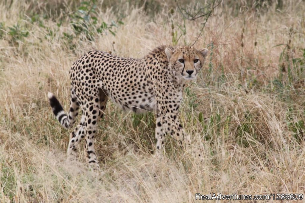 Cheetah | 5 Days Manyara Np, Serengeti Np And Ngorongoro | Image #8/11 | 
