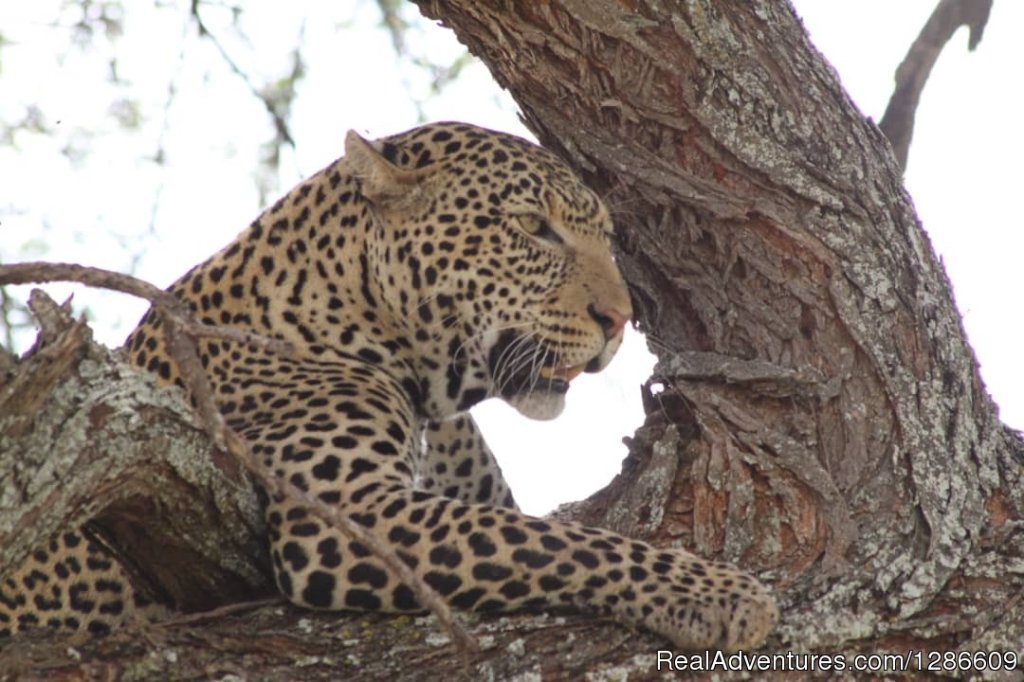 Leopard | 5 Days Manyara Np, Serengeti Np And Ngorongoro | Image #9/11 | 