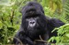 Amazing Gorilla Tracking/ Volcanoes National Park | Rwanda, Rwanda