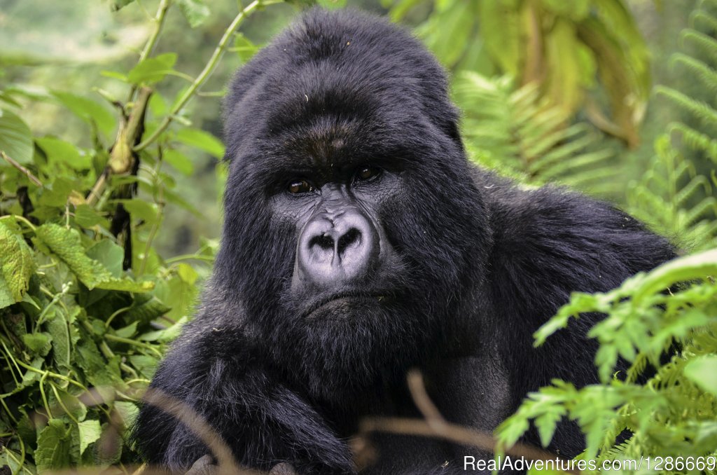 Gorilla playing in his habitat | Amazing Gorilla Tracking/ Volcanoes National Park | Rwanda, Rwanda | Hiking & Trekking | Image #1/1 | 