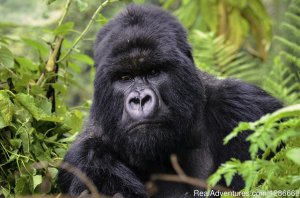 Amazing Gorilla Tracking/ Volcanoes National Park