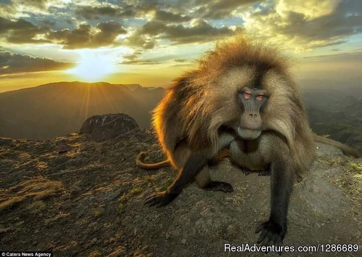 The Endemic Chilada Babon of Semen Mountains, Ethiopia | Escape To Ethiopia for Your Memorable Adventures | Image #2/11 | 