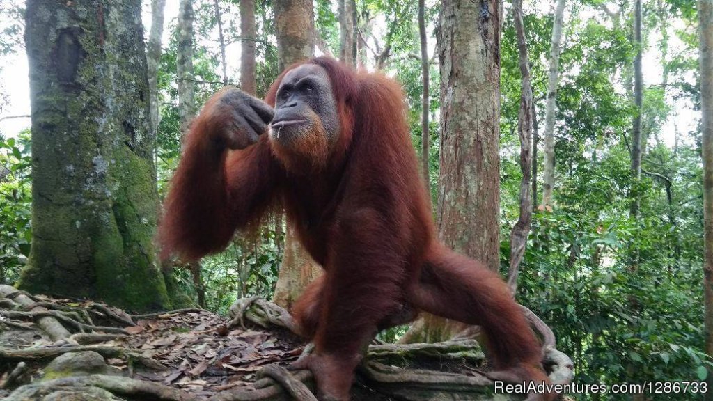 Orang Utan | 1 Day Jungle Trek At Bukit Lawang | Medan, Indonesia | Hiking & Trekking | Image #1/13 | 