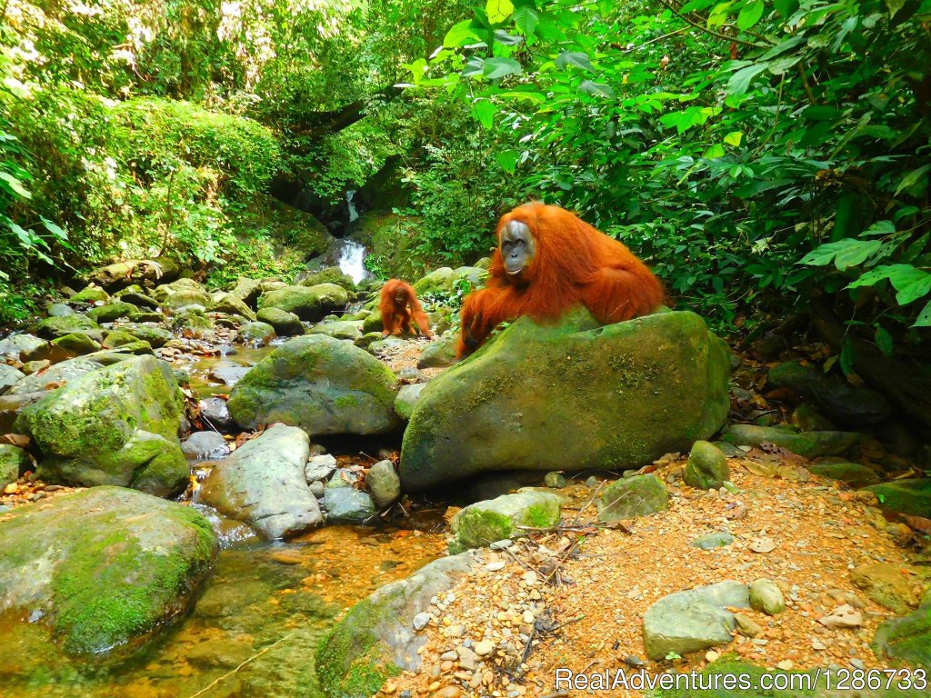 Orang Utan | 1 Day Jungle Trek At Bukit Lawang | Image #2/13 | 