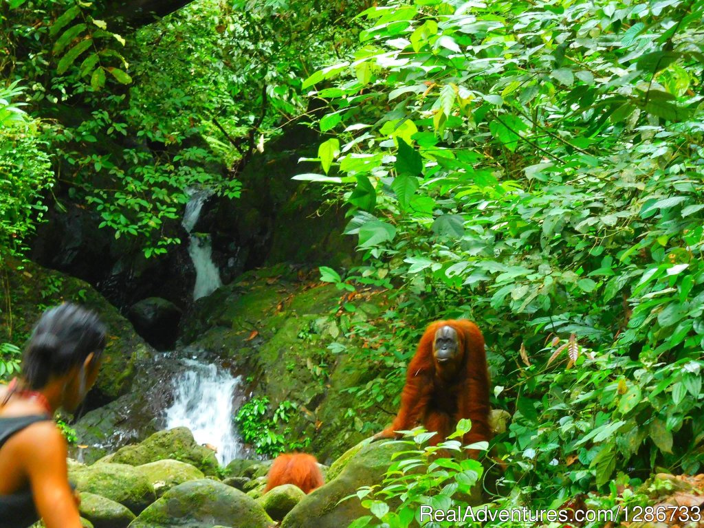 1 Day Jungle Trek At Bukit Lawang | Image #6/13 | 