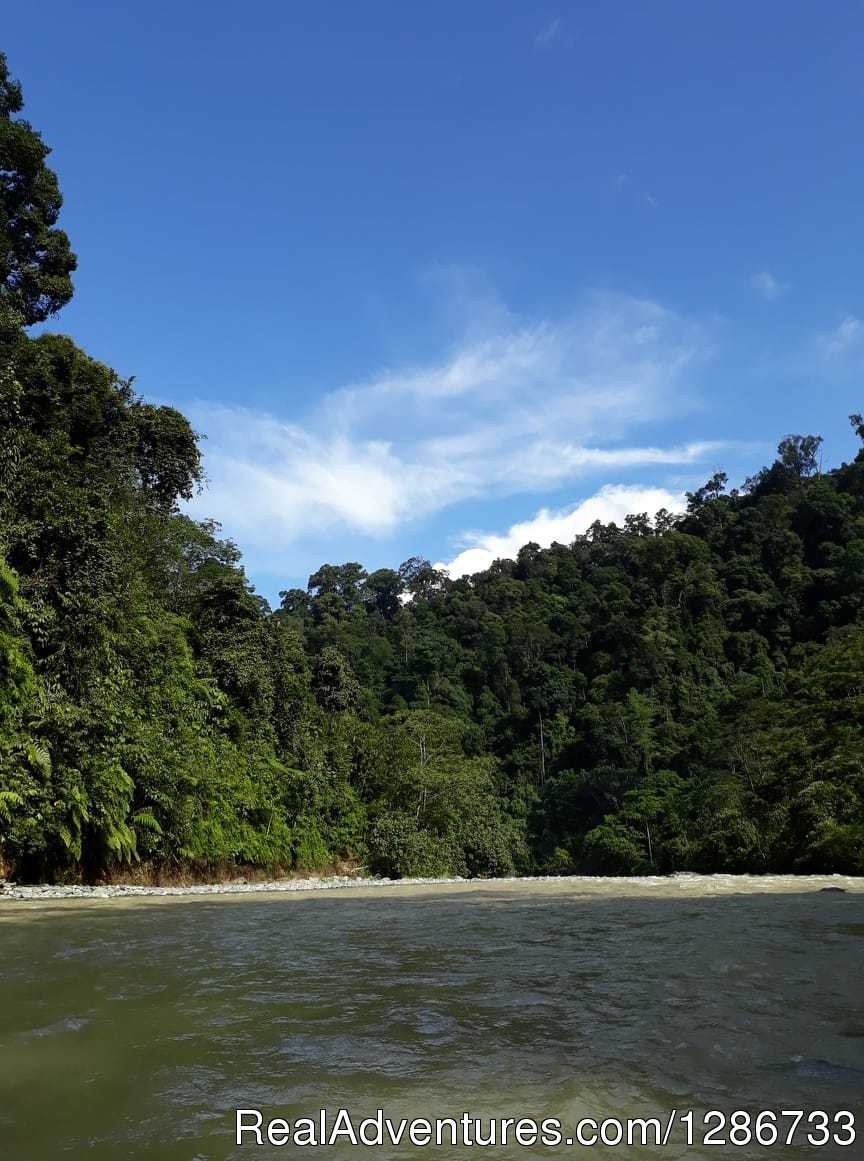 1 Day Jungle Trek At Bukit Lawang | Image #8/13 | 