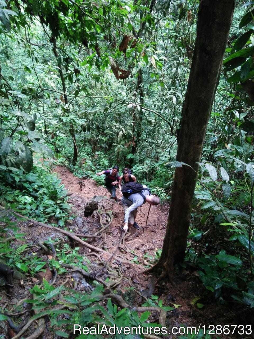 1 Day Jungle Trek At Bukit Lawang | Image #11/13 | 