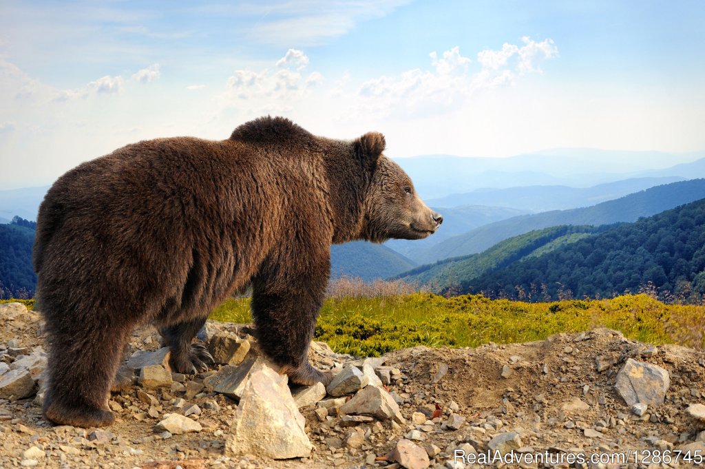 Bear Sanctuary | Visit Transylvania in a unique maner | Image #7/10 | 