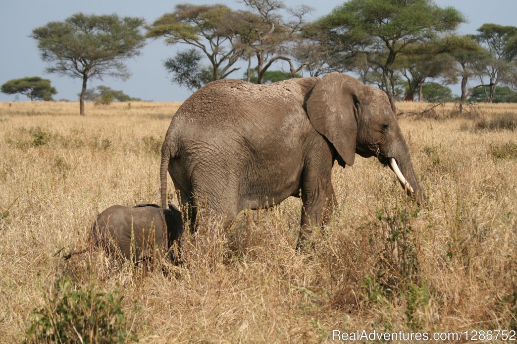 African Elephants | Fantastic Safaris | Arusha, Tanzania | Wildlife & Safari Tours | Image #1/1 | 