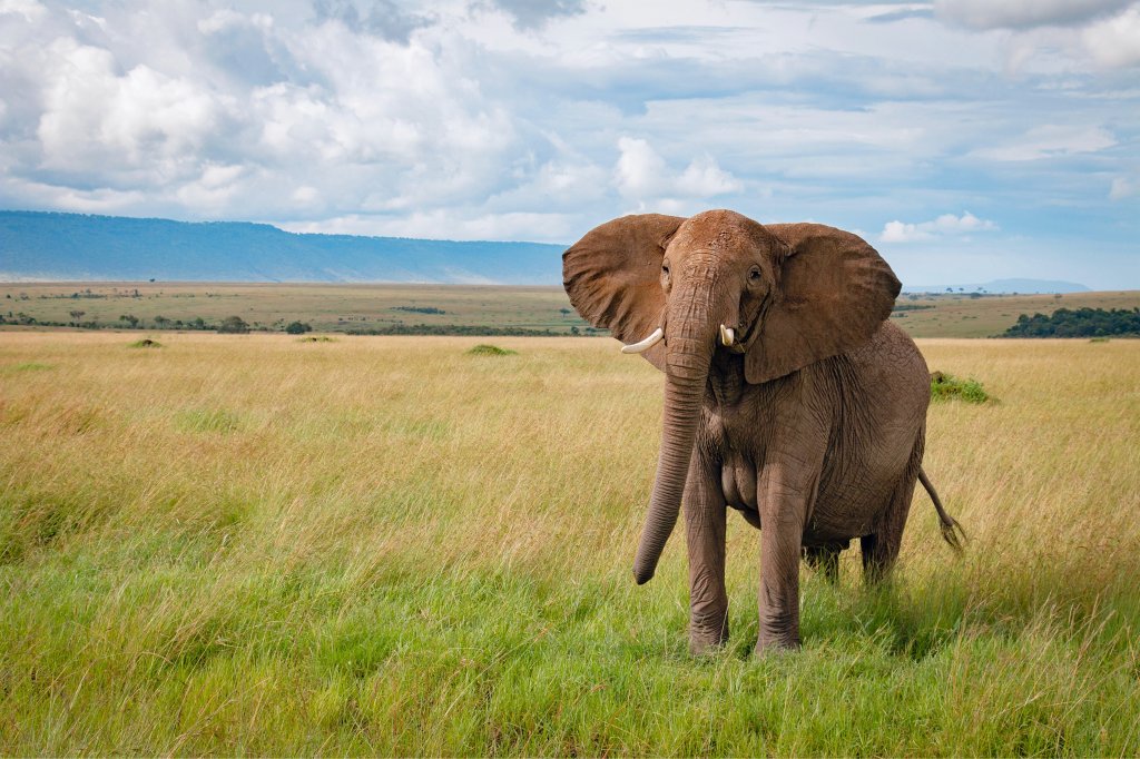 Elephant | 3 Days Maasai Mara Safari | Image #3/4 | 