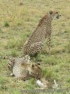 3 Days Maasai Mara Safari | Nairobi, Kenya