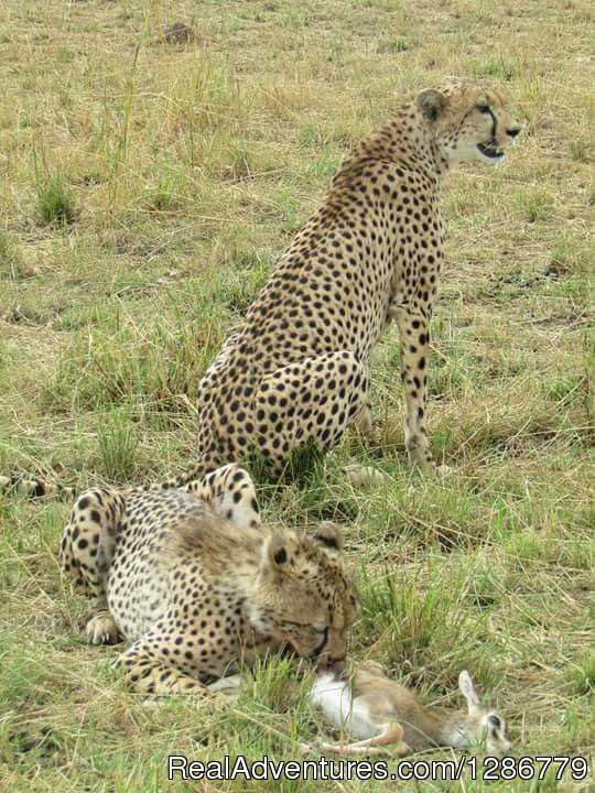 Buffallo Kill | 3 Days Maasai Mara Safari | Nairobi, Kenya | Sight-Seeing Tours | Image #1/4 | 