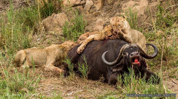 Buffallo Kill | 3 Days Maasai Mara Safari | Image #2/4 | 