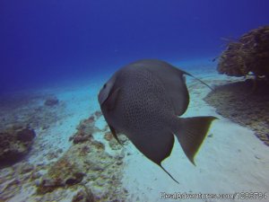 Koox Diving Cozumel | Scuba & Snorkeling Quintana Roo, Mexico | Scuba & Snorkeling