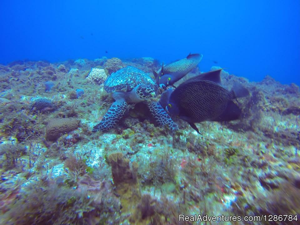Cozumel scuba diving | Koox Diving Cozumel | Image #2/2 | 