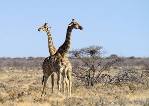 3 Days Etosha National park tours (Lodging) | Aranos, Namibia Bed & Breakfasts | Namibia