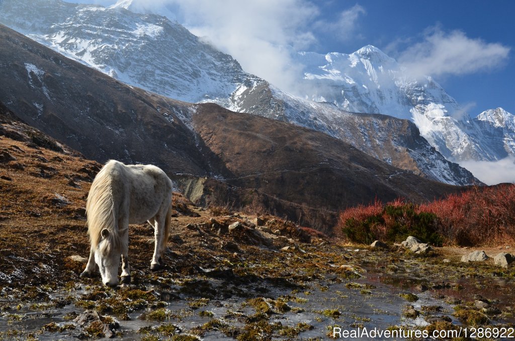 Trekking in Nepal | Trek Around Himalayas | Kathmandu,Nepal, Nepal | Hiking & Trekking | Image #1/11 | 