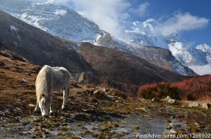 Trek Around Himalayas