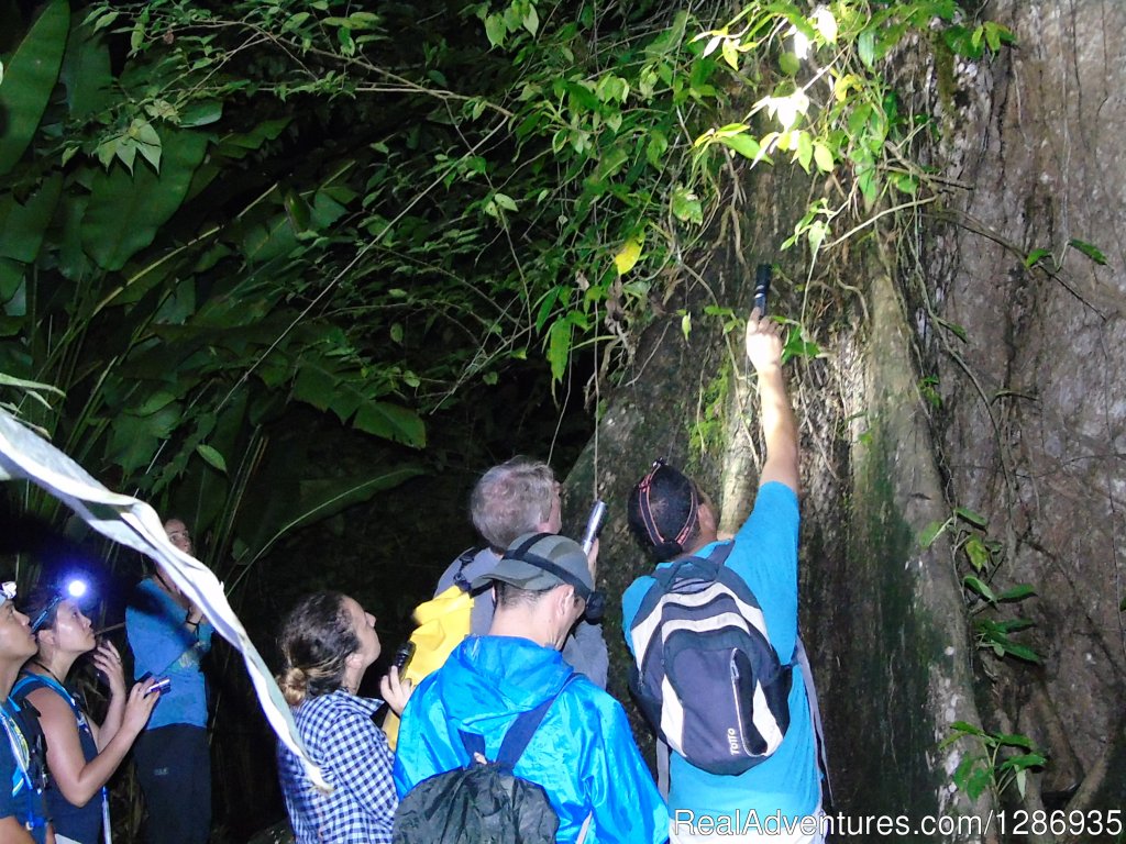 Night Tour Photo | NativosCorcovado Tours | Drake Bay, Costa Rica | Eco Tours | Image #1/3 | 