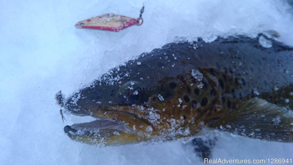 Mountain trout from Norway | Best Fishing In Lapland | Image #3/9 | 