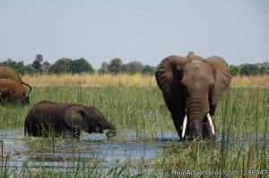 Wild life Expose | Livingstone, Zambia Sight-Seeing Tours | Zambia
