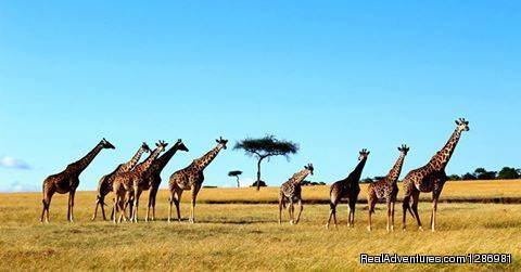 Giraffes in Masai Mara National Reserve | Amazing Kenya Safari | Masai Mara, Kenya | Wildlife & Safari Tours | Image #1/3 | 