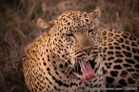 Leopard in The Masai Mara