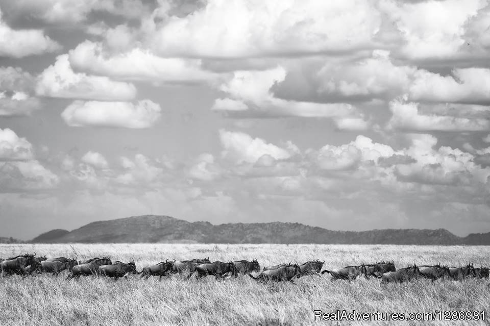 Wildebeest Migration in the Masai Mara | Amazing Kenya Safari | Image #3/3 | 