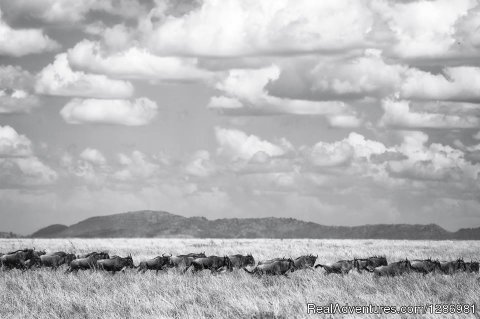 Wildebeest Migration in the Masai Mara
