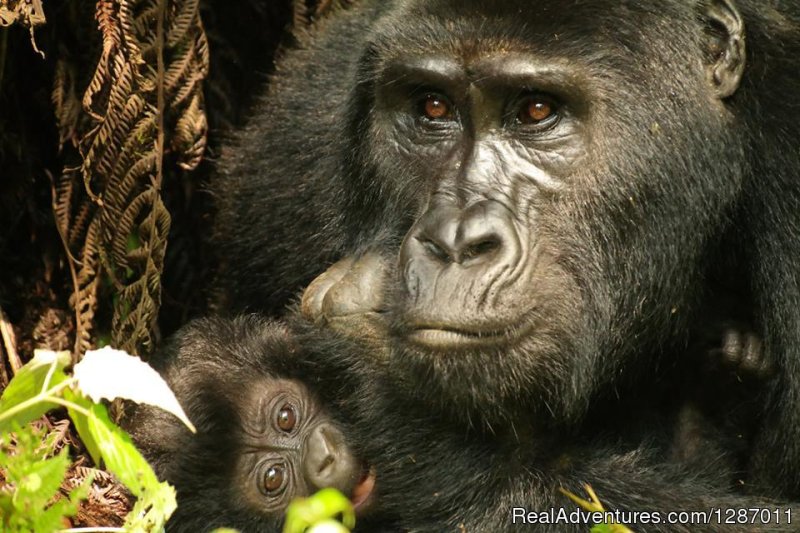 Gorillah_tracking | 4 Day Gorilla Tracking Uganda | Kampala, Uganda | Hiking & Trekking | Image #1/3 | 