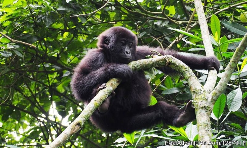Baby_gorillah | 4 Day Gorilla Tracking Uganda | Image #2/3 | 