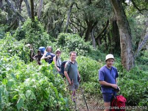 Check for trekking Kilimanjaro and safari tours | Hiking & Trekking Arusha, Tanzania | Hiking & Trekking Tanzania