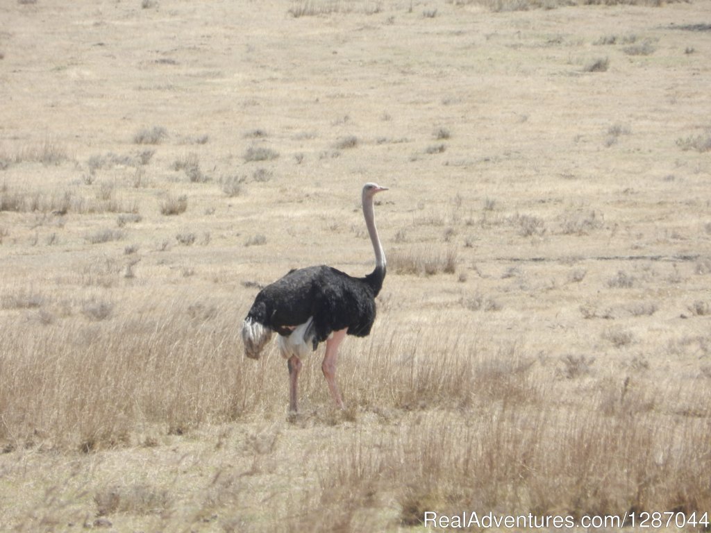 Ostrich | Memorable African safaris | Image #3/9 | 