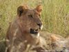 Memorable African safaris | Arusha, Tanzania