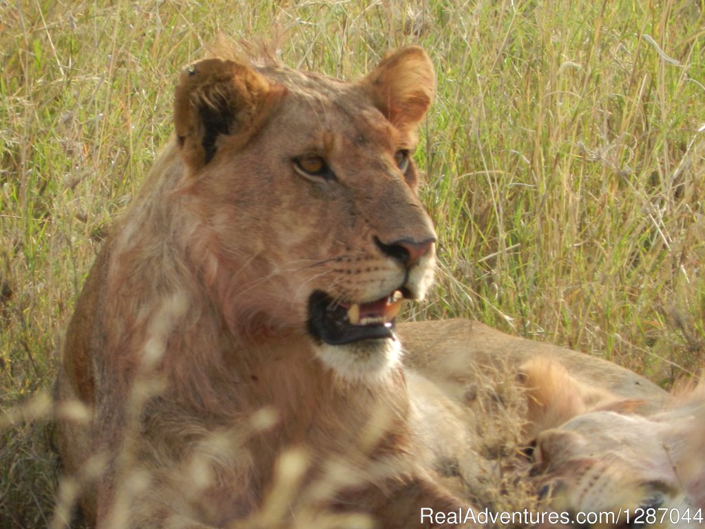 Chilling | Memorable African safaris | Arusha, Tanzania | Sight-Seeing Tours | Image #1/9 | 