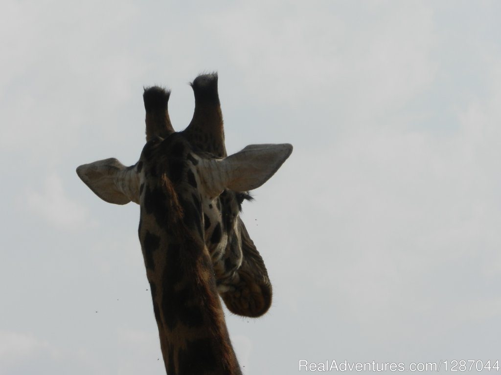 I See You | Memorable African safaris | Image #4/9 | 