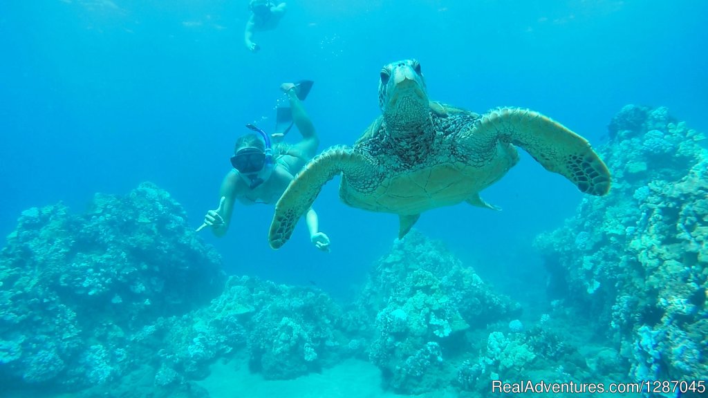Snorkel Cruise To Turtle Town Maui | Molokini Snorkeling Tours With Pride Of Maui | Image #2/3 | 