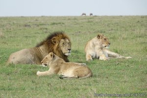 Wonderful Safari Experience in Masai Mara Kenya | Masai Mara, Kenya Sight-Seeing Tours | Central Highlands, Kenya Sight-Seeing Tours
