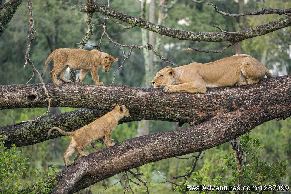 4 Days Fast Safari Tarangire National Park, Sereng | Moshi, Kilimanjaro Region, Tanzania | Wildlife & Safari Tours | Image #1/4 | 