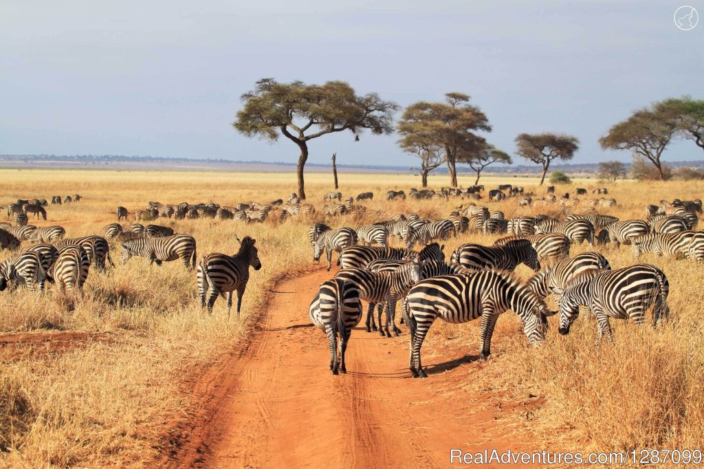 4 Days Fast Safari Tarangire National Park, Sereng | Image #2/4 | 