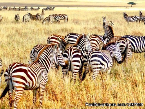4 Days Fast Safari Tarangire National Park, Sereng | Image #3/4 | 