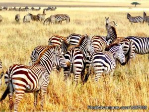 4 Days Fast Safari Tarangire National Park, Sereng | Moshi, Kilimanjaro Region, Tanzania Wildlife & Safari Tours | Stown Town, Tanzania