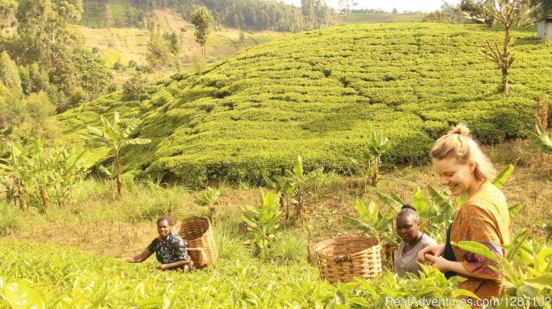 Tea picking with host family | 3 Nights village experience Gacharageini | Aberdare National Park, Kenya | Cultural Experience | Image #1/6 | 