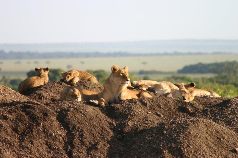 Luxury Maasai Mara Safari Tour | Image #3/5 | 